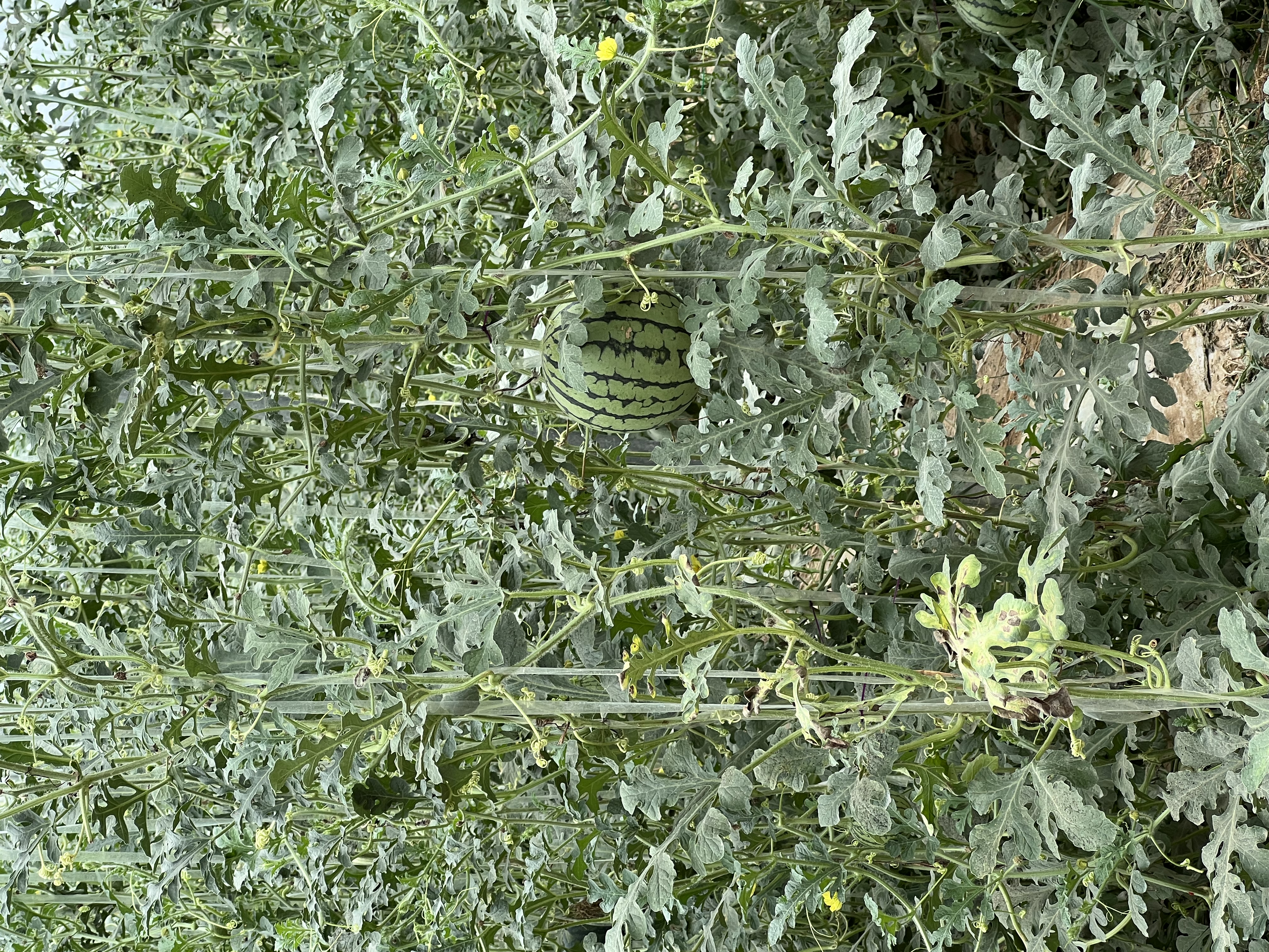 天天鲁一鲁摸一摸爽一爽